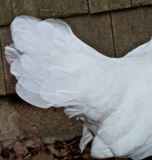 Feathers on Chicken Wings: Debunking Common Chicken Myths